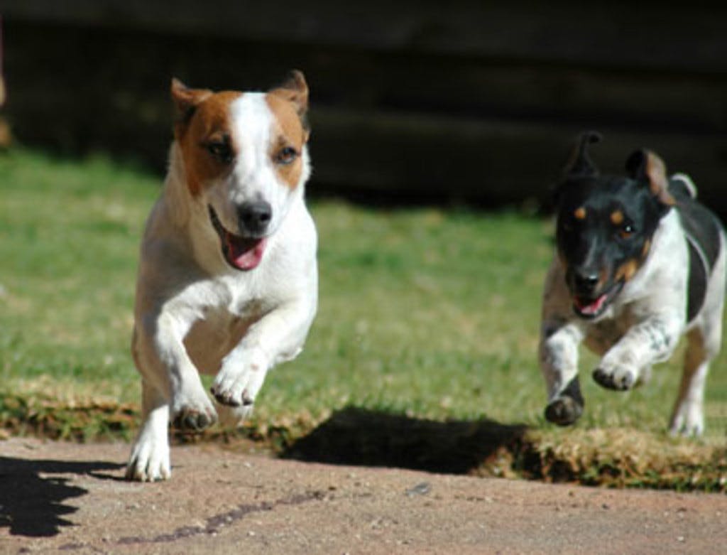 running dogs